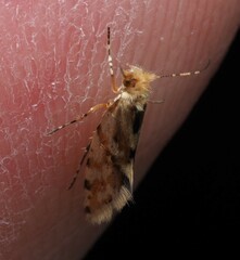 Sabatinca chalcophanes