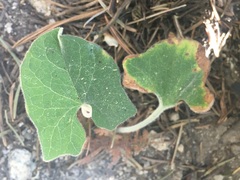 Calystegia malacophylla malacophylla