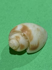 Zemira australis