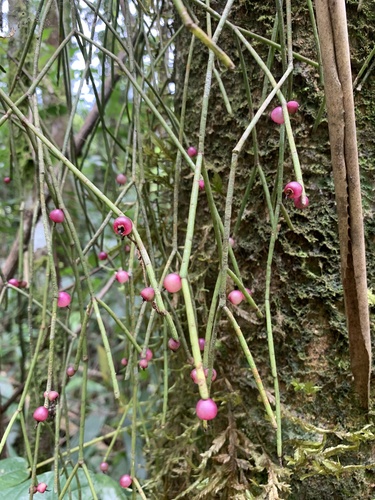 Rhipsalis pulchra