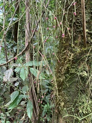 Rhipsalis
