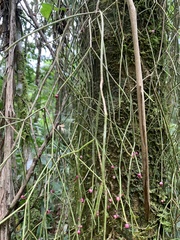 Rhipsalis