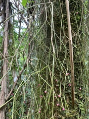 Rhipsalis