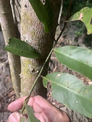Capparis loranthifolia
