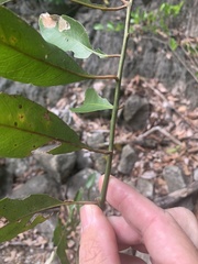 Capparis loranthifolia