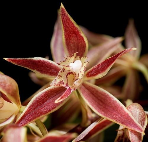 Macradenia multiflora