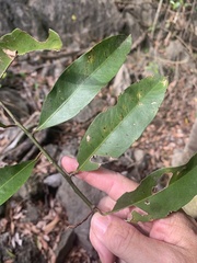 Capparis loranthifolia