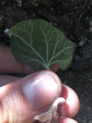Calystegia malacophylla malacophylla
