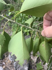 Capparis arborea