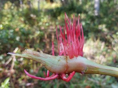 Impatiens glandulifera
