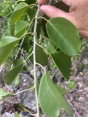 Capparis arborea