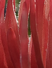 Impatiens glandulifera