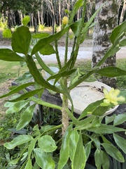 Brasiliopuntia brasiliensis