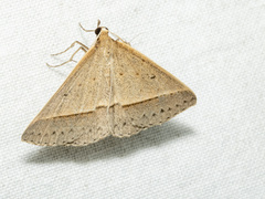 Epidesmia tryxaria
