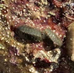 Ischnochiton australis