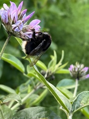 Bombus terrestris canariensis