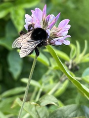 Bombus terrestris canariensis
