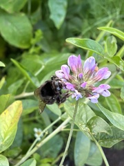 Bombus terrestris canariensis