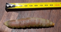 Coequosa australasiae