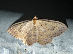 Chrysolarentia microcyma