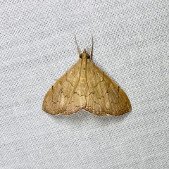 Hyalobathra crenulata