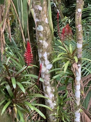 Vriesea gradata
