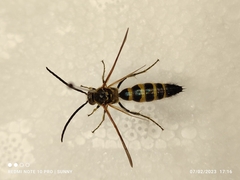 Phalerimeris phalerata