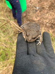 Limnodynastes dumerilii dumerilii