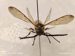 Phalerimeris phalerata