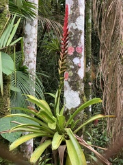 Vriesea gradata