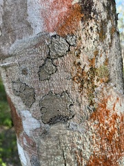 Magnoliopsida
