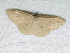 Scopula optivata