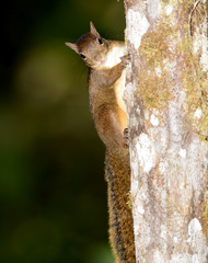 Sciurus ignitus
