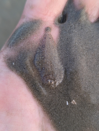 Eyespot sole (Heteromycteris oculus) — Soleidae — 3