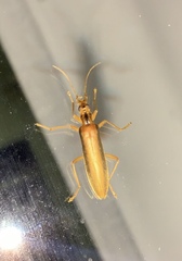 Thelyphassa lineata