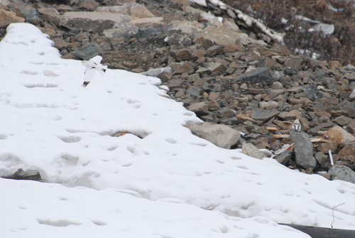 McKay's Bunting (Plectrophenax hyperboreus), photo 9