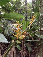 Heliconia