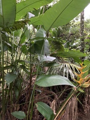 Heliconia