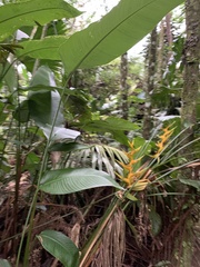 Heliconia