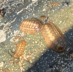 Ischnochiton cariosus