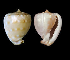 Cassis nana