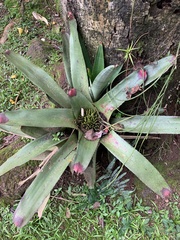 Neoregelia