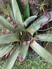 Neoregelia
