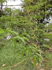 Paubrasilia echinata