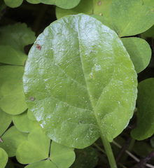 Pyrola rotundifolia