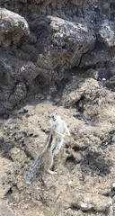 Atlantoxerus getulus