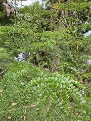 Paubrasilia echinata