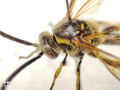 Phalerimeris phalerata