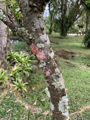 Paubrasilia echinata