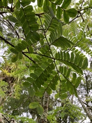 Paubrasilia echinata